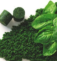 Økologisk hakket spinat (i portioner) 2500 g